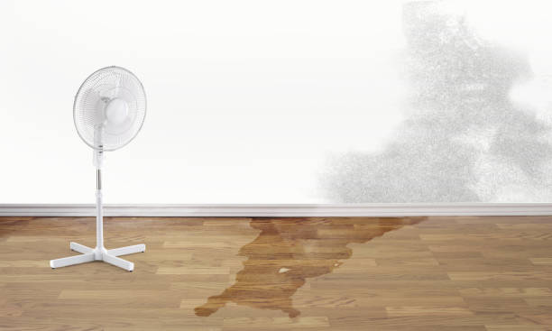 Best Water damage cleanup near me  in Aiken, SC